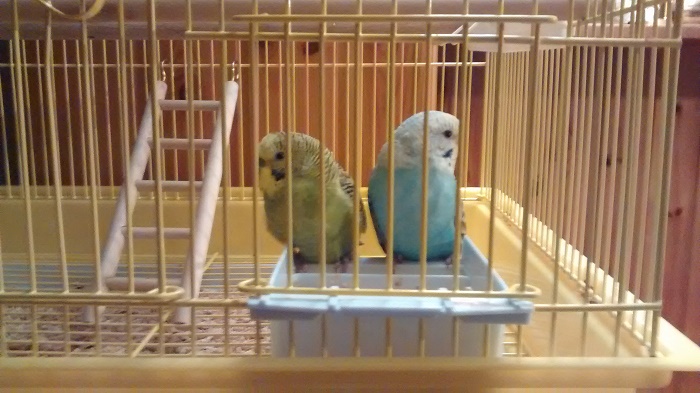 BENVENUTE COCO E
MAYA!!!!